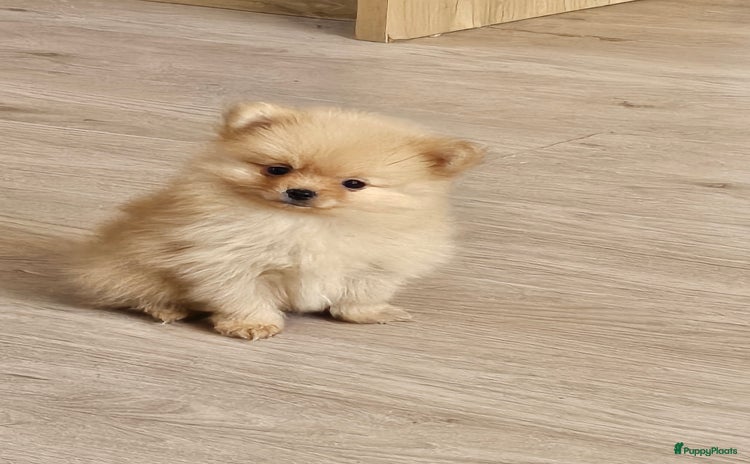 Pomchi honden Pomeriaan x pomchi mag per direct verhuizen! - Advertentie 2