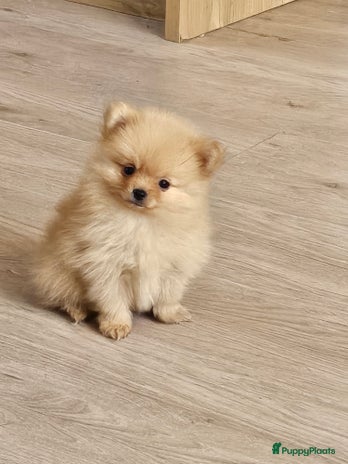 Pomchi honden Pomeriaan x pomchi mag per direct verhuizen! - Advertentie 2