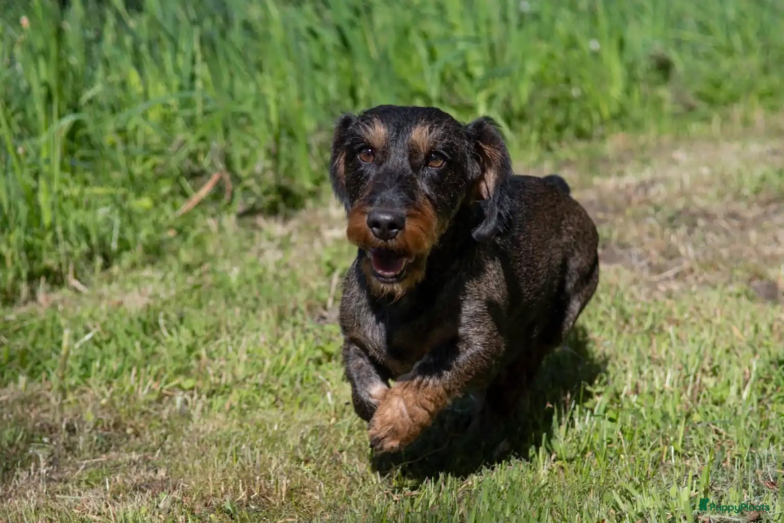 Teckel (korthaar)  honden Nog 1 ruwharig teckel teefje zoekt een goudenmandj - Advertentie 1