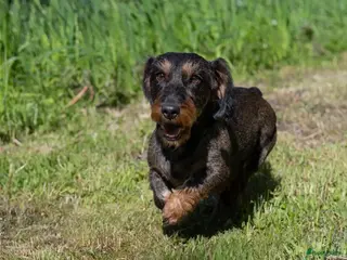 Teckel (korthaar) honden Nog 1 ruwharig teckel teefje zoekt een goudenmandj - Advertentie 1
