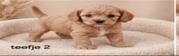 Maltipoo honden te koop: Super lieve mooie maltipoo pups - Advertentie 5
