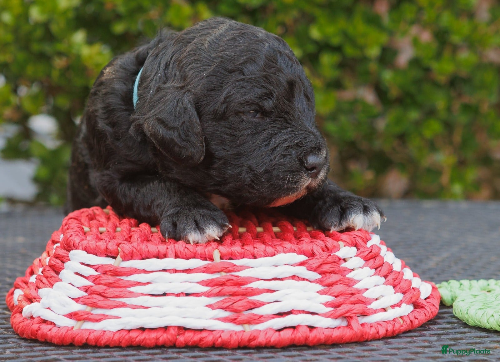 Barbet honden Franse waterhond - Barbetpups - Advertentie 2