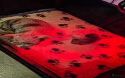 Chihuahua honden te koop: Mooi Blauw Langharig Chihuahua Teefje - Afbeelding 5