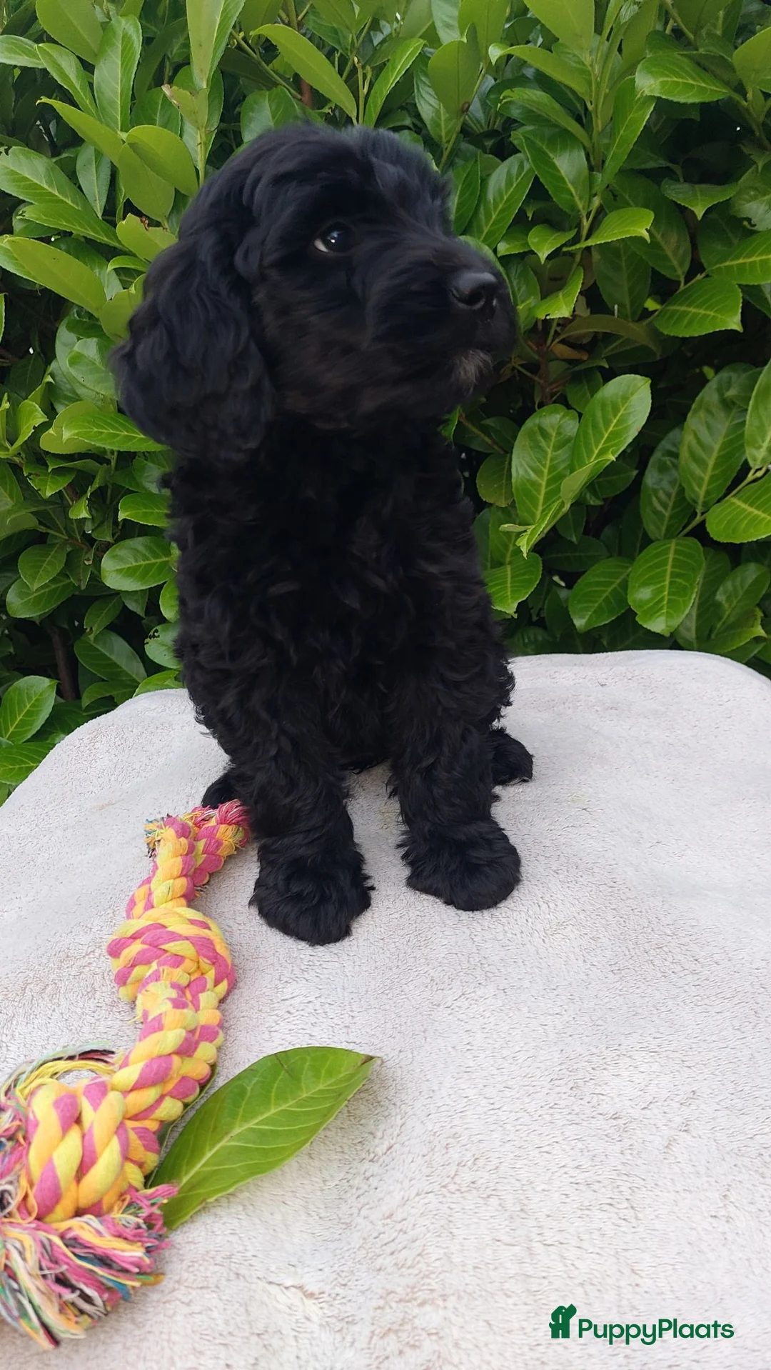 Labradoodle honden te koop: Labradoodle Teefje 🐶 - Advertentie 2