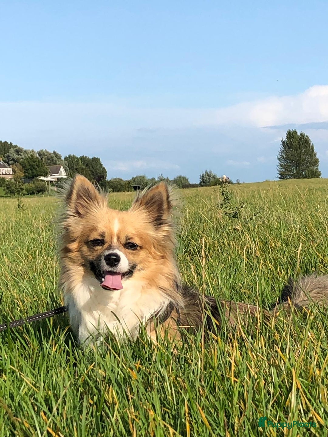 Kruising honden te koop: Kruising Boomer chihuahua !!nog twee beschikbaar!! - Advertentie 20