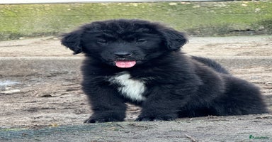 Kruising honden - Advertentie 13
