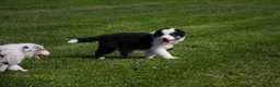 Australian Shepherd honden te koop: Australische herder pups geboren op boerderij (BE) - Advertentie 16