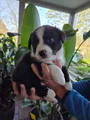 Welsh Corgi Cardigan Puppy 6