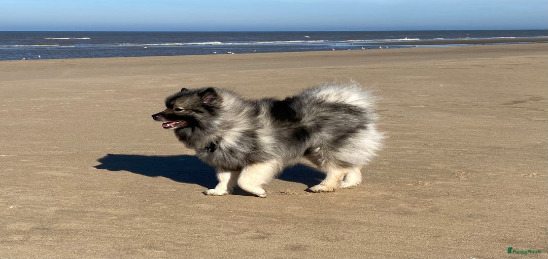 Galerij afbeelding {{count}}