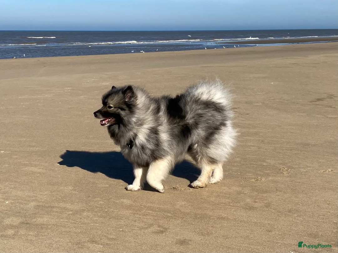 Galerij afbeelding {{count}}