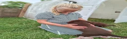Labrador Retriever honden te koop: Raszuivere bruine labrador pups  - Advertentie 38