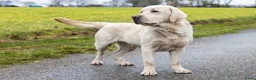 Labrador Retriever honden te koop: Raszuivere Labrador pups zwart - Advertentie 19