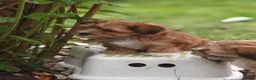 Havanezer honden te koop: Nog 1 Havanezer reutje beschikbaar - Advertentie 7