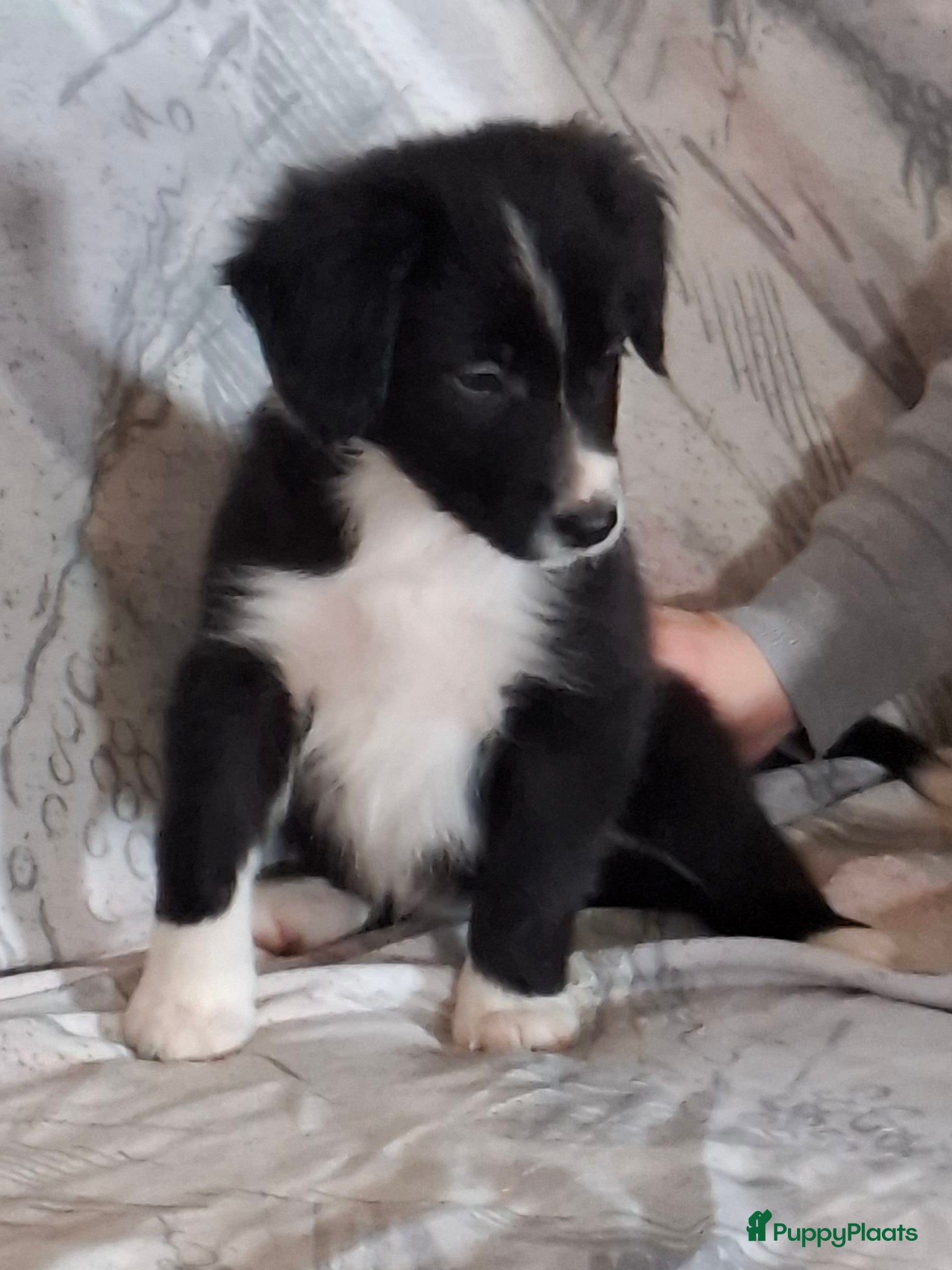 Border Collie honden bordercollie pup te koop - Advertentie 4