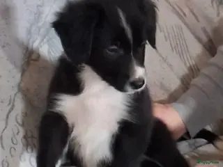 Border Collie honden bordercollie pup te koop - Advertentie 4
