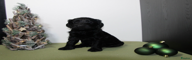 Barbet Puppy 7