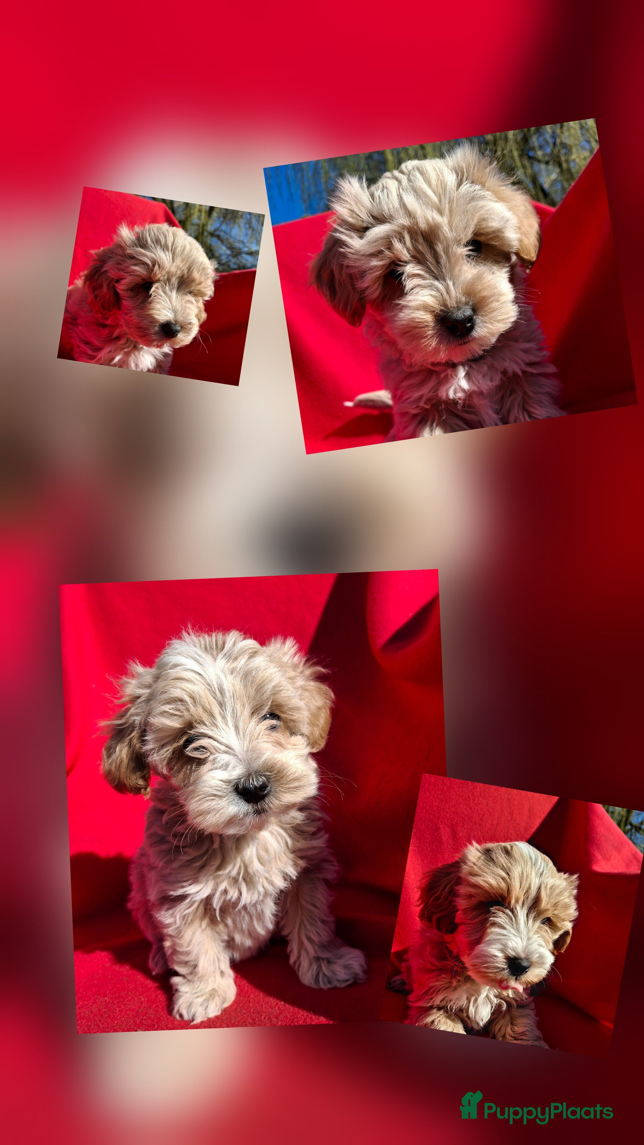 Maltipoo honden Leuke Maltipoo puppies - Advertentie 1