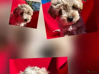 Maltipoo honden Leuke Maltipoo puppies - Advertentie 1