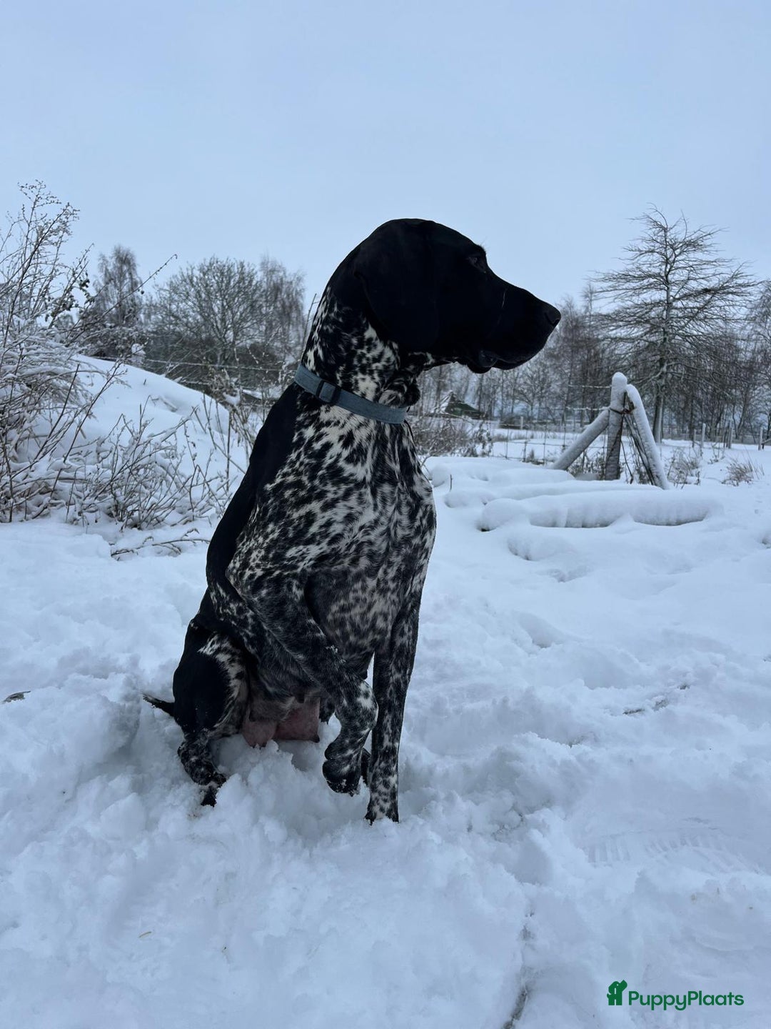 Duitse Staande Hond Korthaar honden te koop: Duitse Staande Korthaar puppy's met stamboom - Advertentie 4