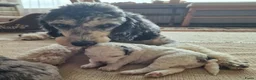 Kruising honden te koop: 🐾Middenslag, medium, Merle Poedel/Doodelpups!🐾- - Advertentie 8