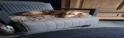 Teckel (langhaar) honden te koop: Langhaar dwergteckel chocolade Cream  - Advertentie 4