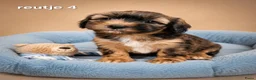 Boomer honden te koop: Mooie gezonde boomer pups. Maltezer maal shih tzu - Advertentie 7