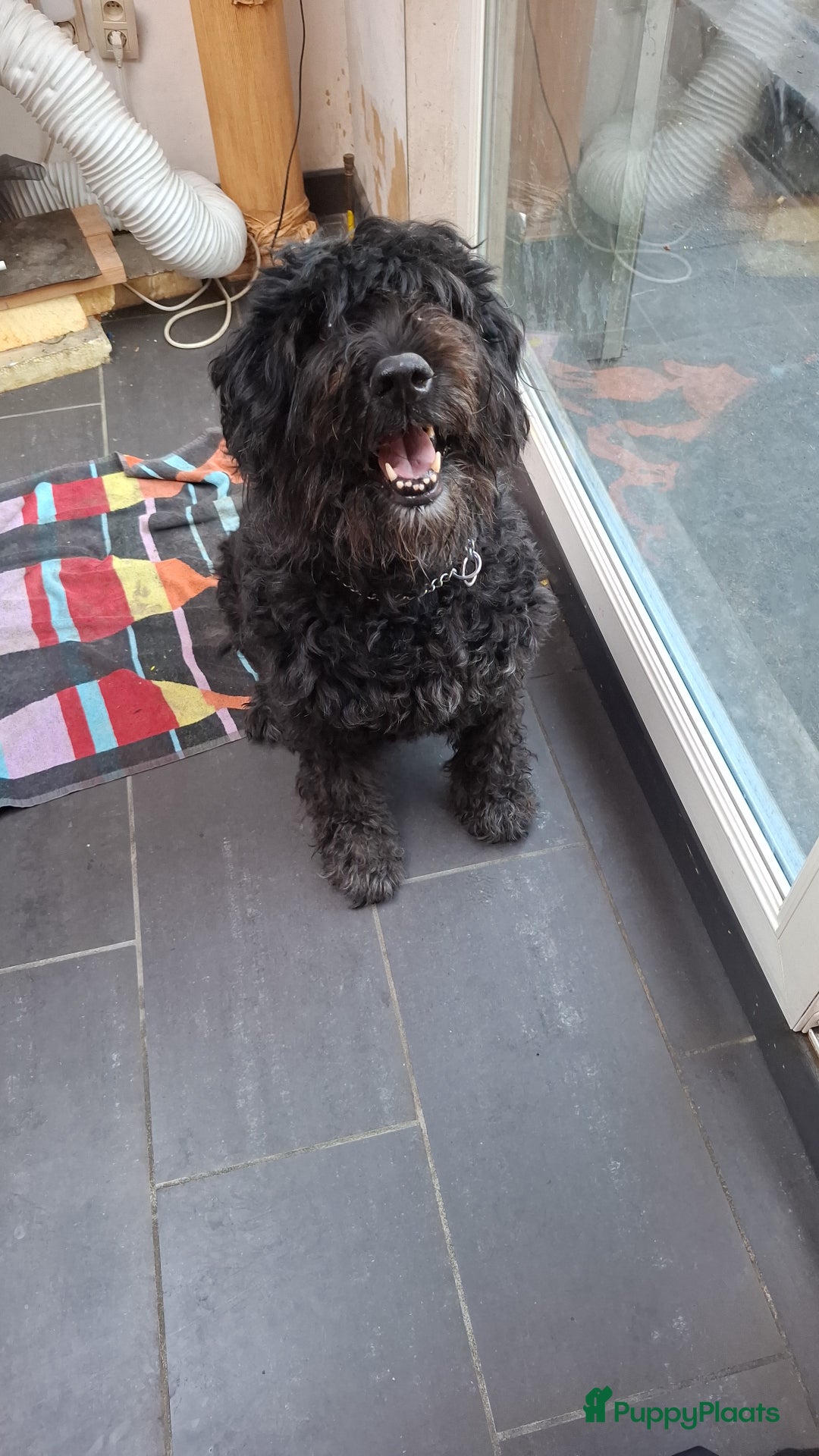Bouvier des Flandres honden te koop: Boefjes - Advertentie 2