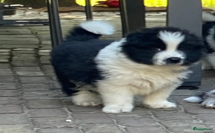Kruising honden - Advertentie 7