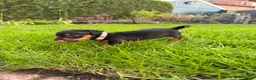 Jack Russel Terriër honden te koop: Prachtige Black & Tan Jack Russell pups in Sumar - Advertentie 6