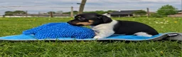 Jack Russel Terriër honden te koop: 4 Jack Russel pups: Black and Tan + Driekleurig 🐶 - Advertentie 17