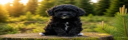 Maltipoo honden te koop: Sociale kleine Maltipoo puppy’s 🥰 - Advertentie 14