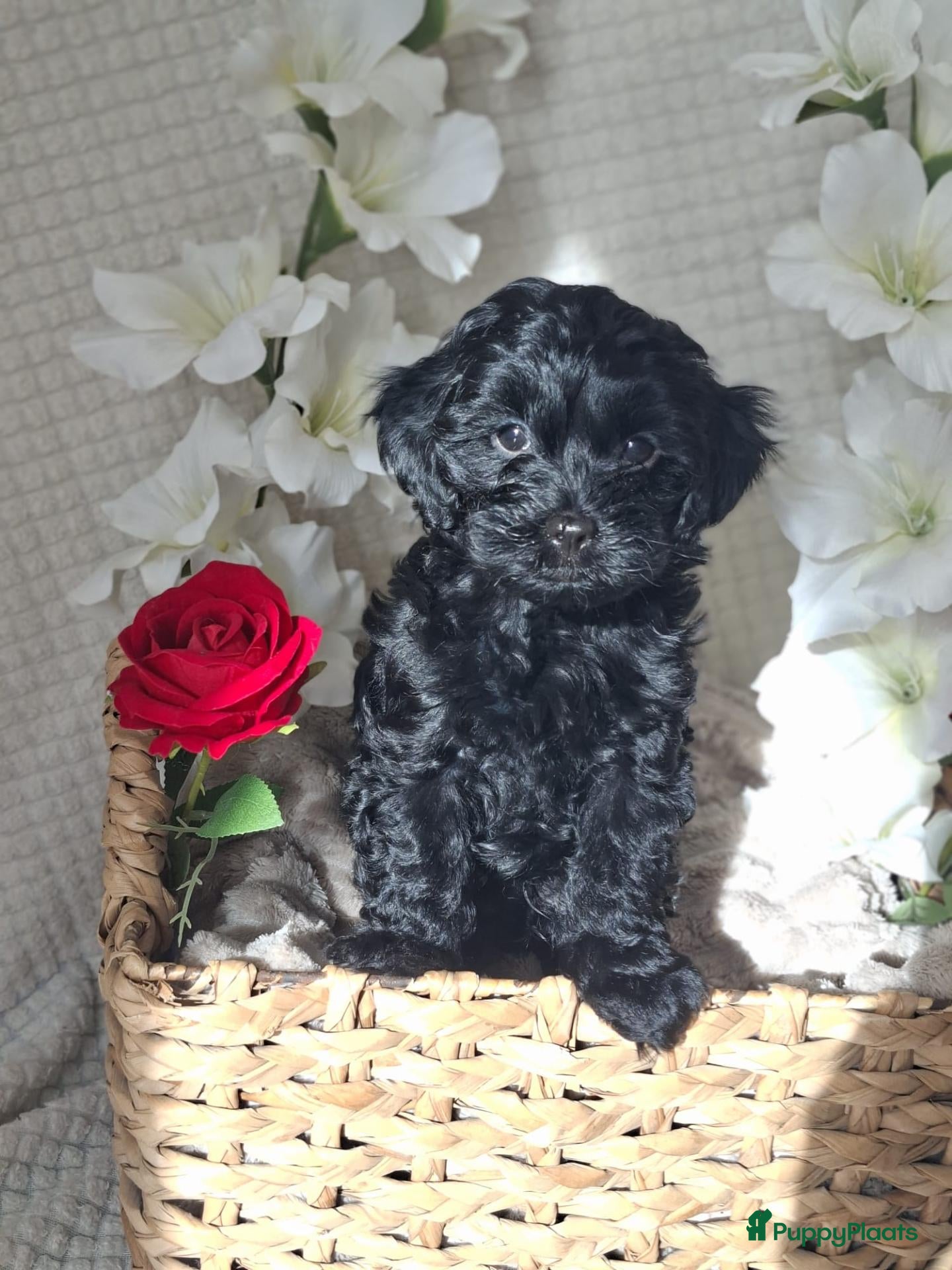 Kruising honden te koop: Te koop, 2 zwarte reutjes, toypoedel x  yorkie - Advertentie 1