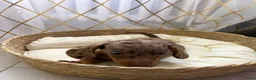 Teckel (korthaar)  honden te koop: Dwerg Harlequin Teckel pupjes - Advertentie 23