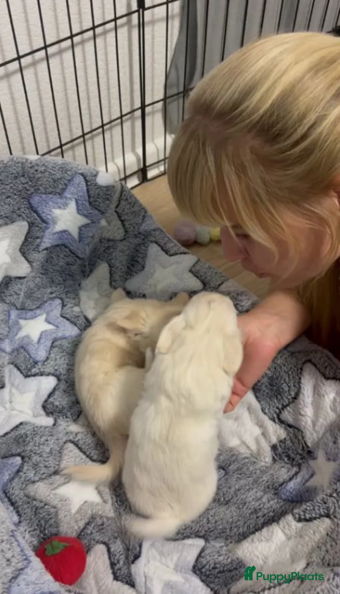 Chihuahua honden te koop: Chihuahua pups - Advertentie 2