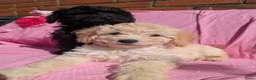 Kruising honden te koop: Type maltipoo pups hypoallergeen. - Advertentie 10