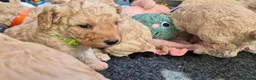 Cockapoo honden te koop: Kleine maat cockapoo pups - Advertentie 12
