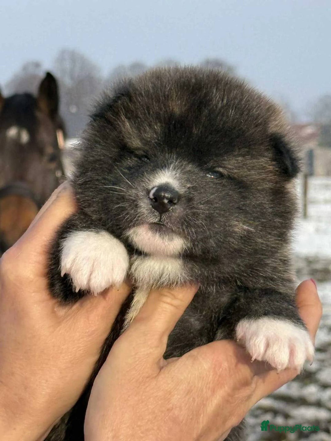 Akita honden te koop: Akita puppy’s - Advertentie 4