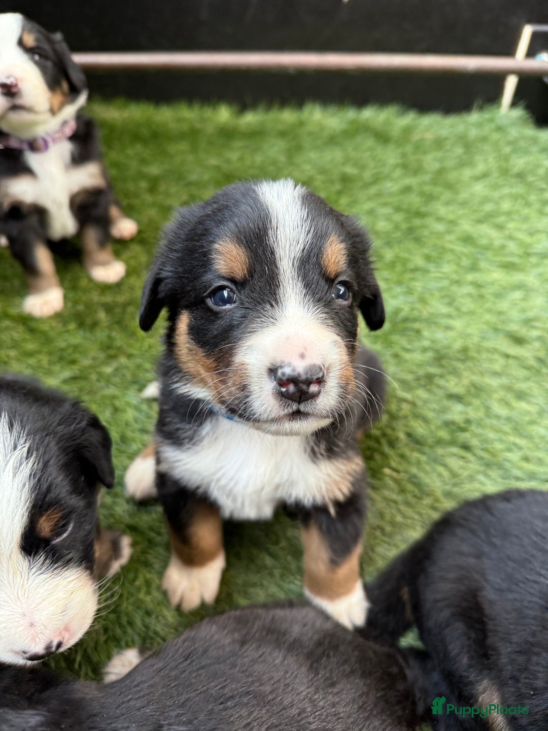 Berner Sennenhond honden te koop: Berner Sennen x Appenzeller pups te koop - Afbeelding 7