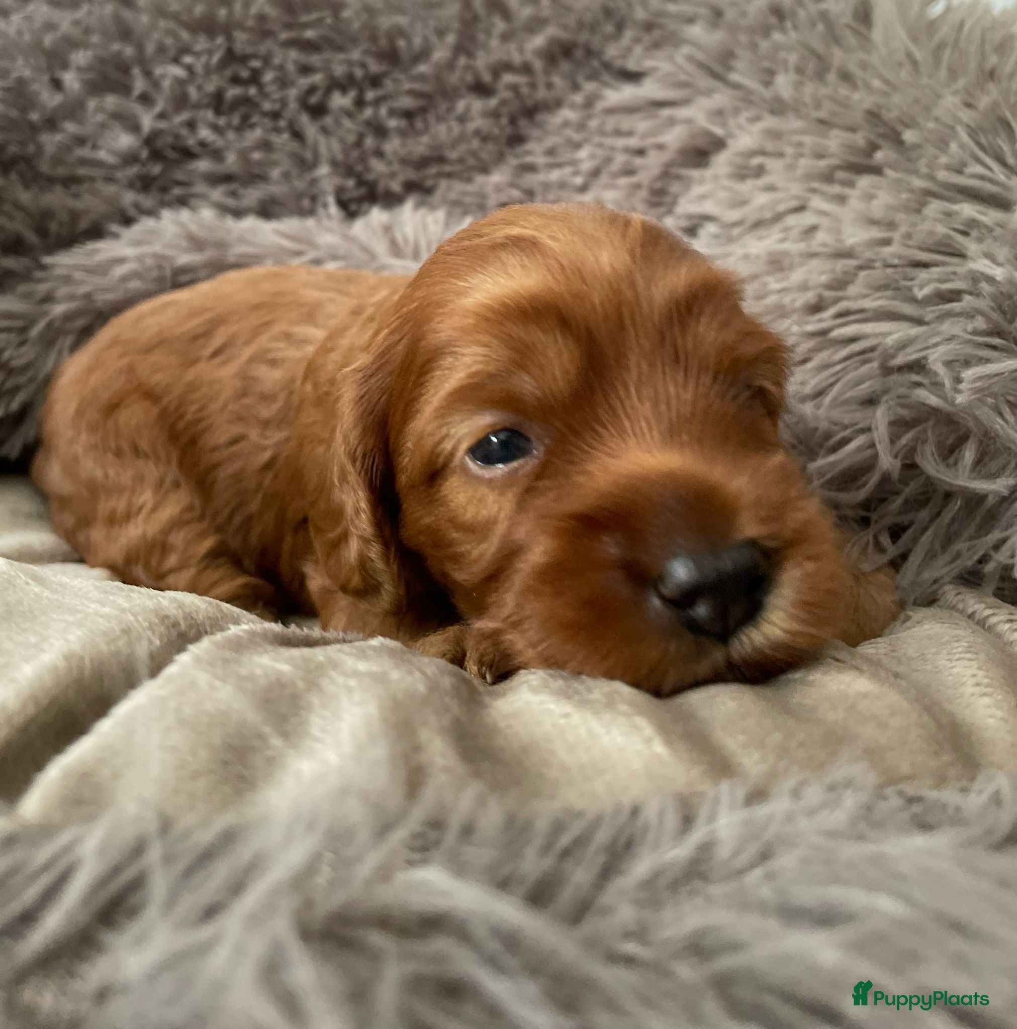 Australian Labradoodle honden te koop: Nestje Australian Labradoodles mini - Advertentie 7