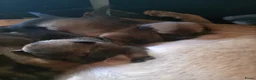 Mechelse Herder honden te koop: Super mooie mechelse herder pups  - Advertentie 8