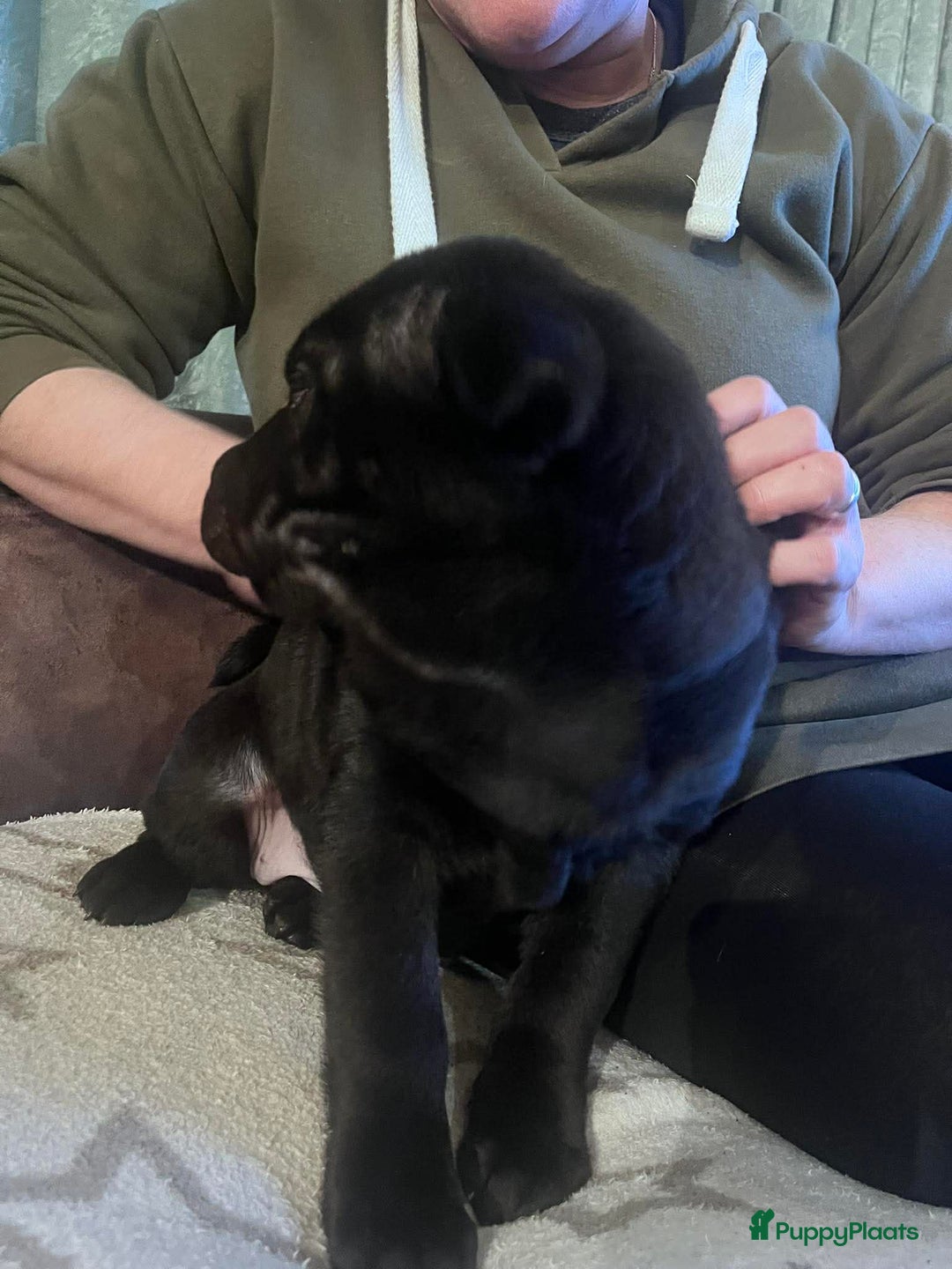 Shar Pei honden te koop: Sharpei - Advertentie 16