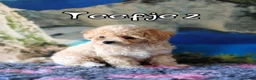 Kruising honden te koop: Bischpoo/Poochon pups te koop  - Advertentie 10