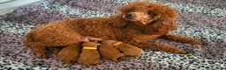 Poedel Toy honden te koop: Te koop Toy poedel pups met FCI stamboom - Advertentie 1