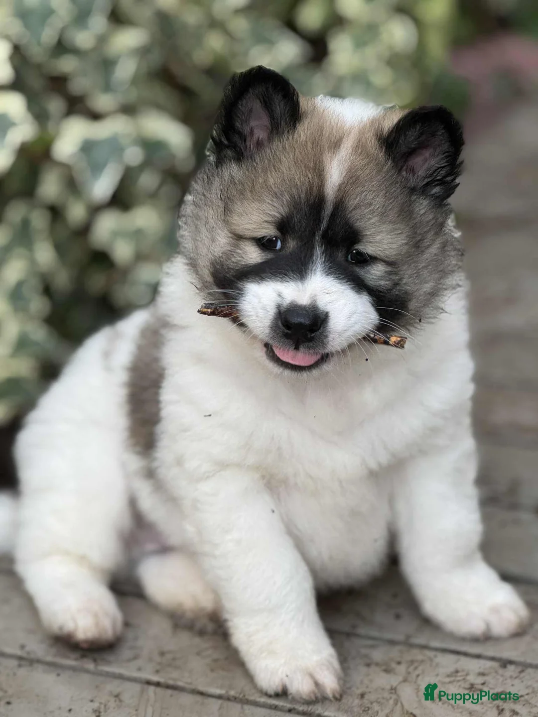 Thai Bangkaew Dog honden te koop: Thai Bangkaew Dog puppies - Advertentie 7