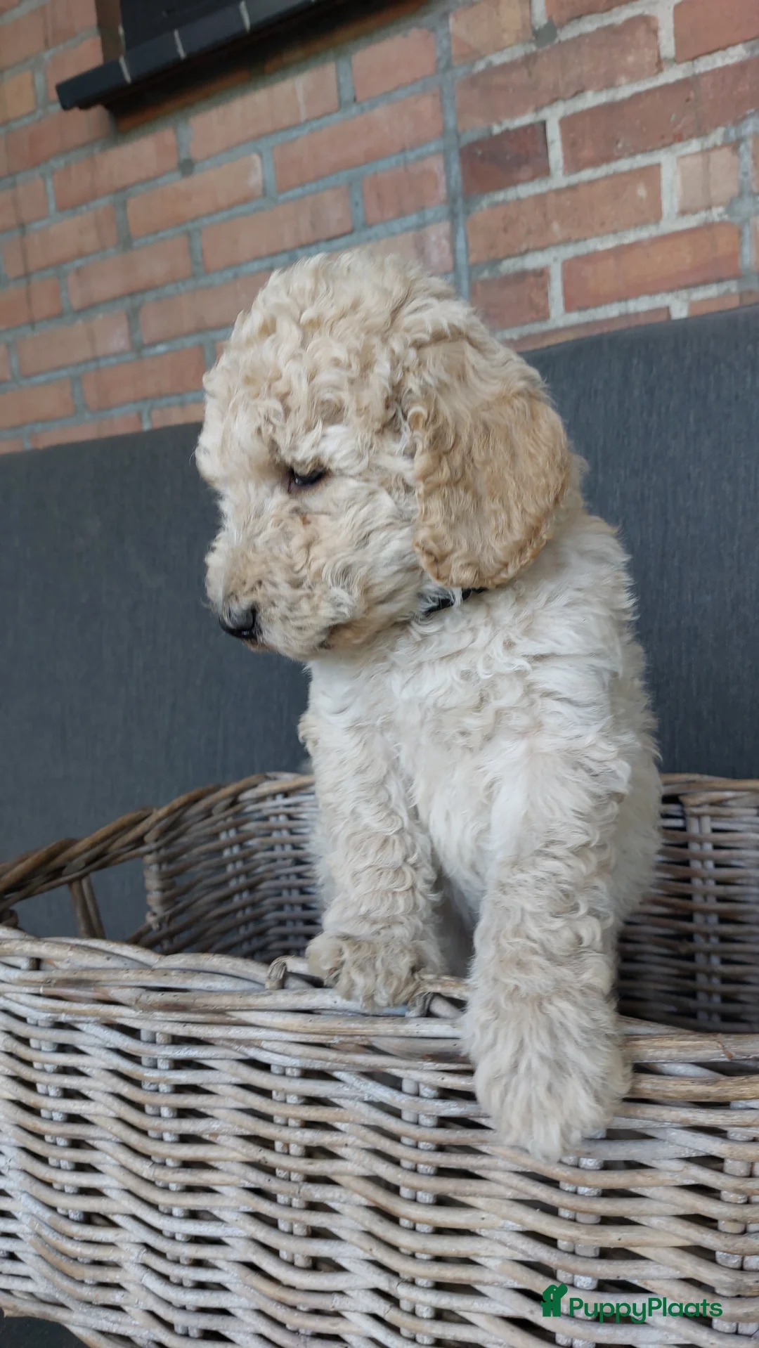 Labradoodle honden te koop: Prachtige Labradoodles - Advertentie 2