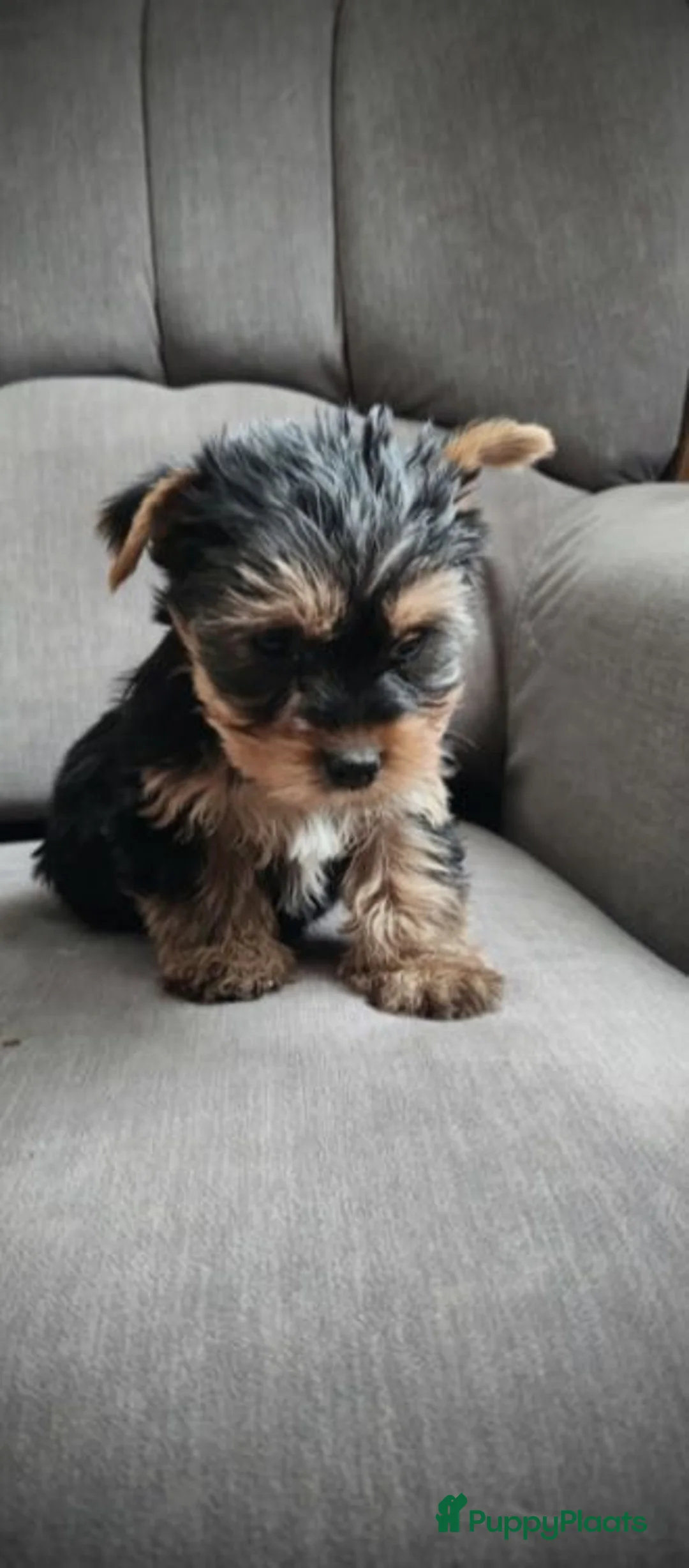Yorkshire Terriër honden te koop: Yorkshire Terrier pups  - Advertentie 1