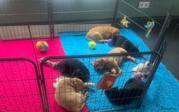 Labrador Retriever honden te koop: Stamboom Labrador pup. Nest Aankondiging  - Afbeelding 3