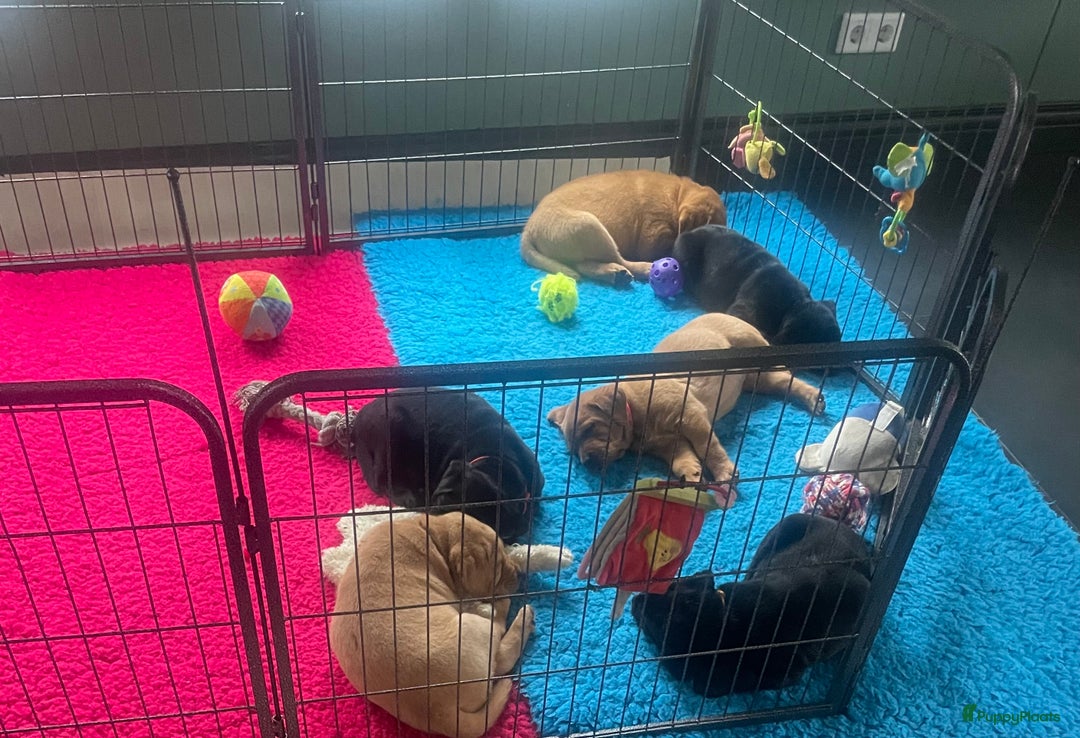 Labrador Retriever honden te koop: Stamboom Labrador pup. Nest Aankondiging  - Afbeelding 3
