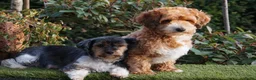 Kruising honden te koop: Papa maltipoo x Mama driekleur  boomer/ maltipoo - Advertentie 7