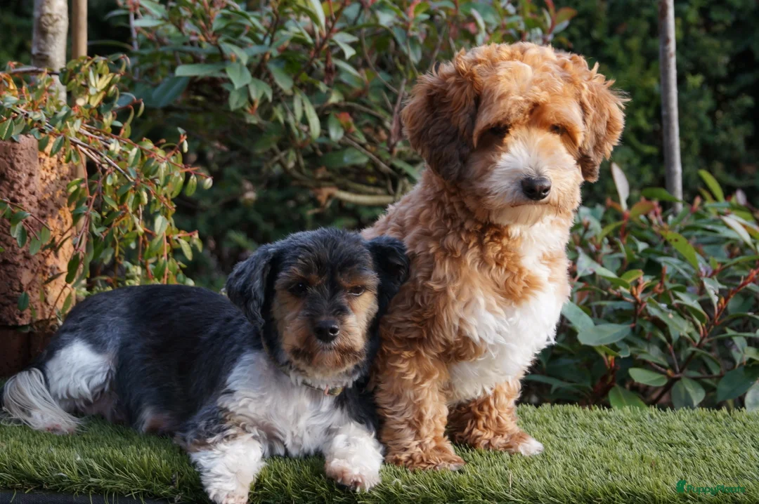 Kruising honden te koop: Papa maltipoo x Mama driekleur  boomer/ maltipoo - Advertentie 7